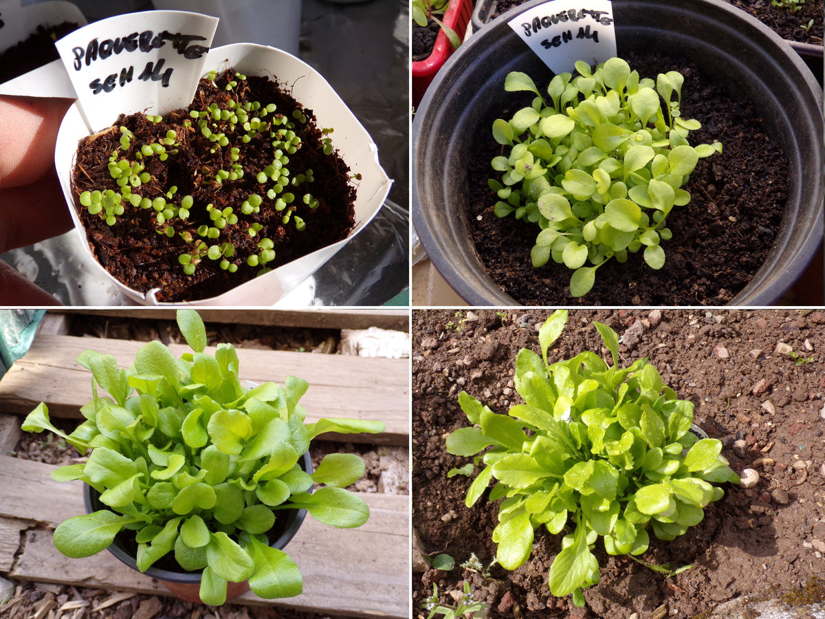 Pâquerette des Prés Simple NT - Bellis Perennis