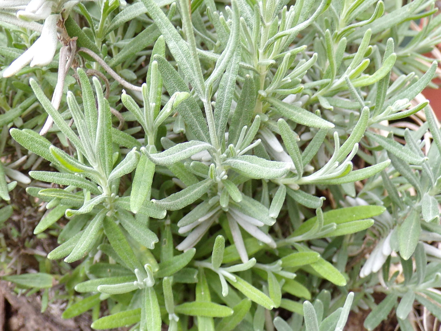 Lavande Vraie - Lavendula Officinalis L. - SEM02