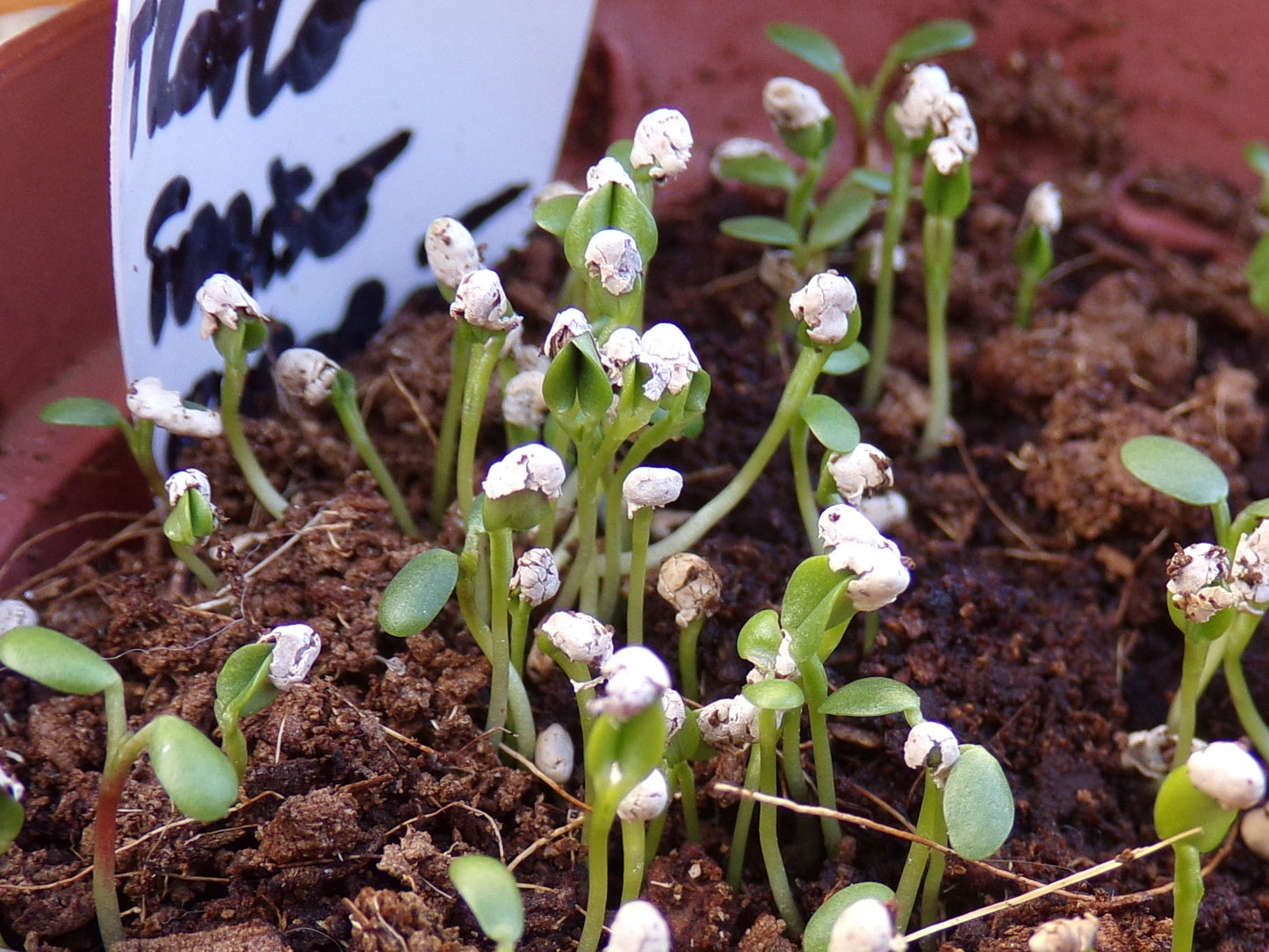 Trèfle Fraise (enrobée) - Trifolium Fragiferum (Engrais Vert) SEM05