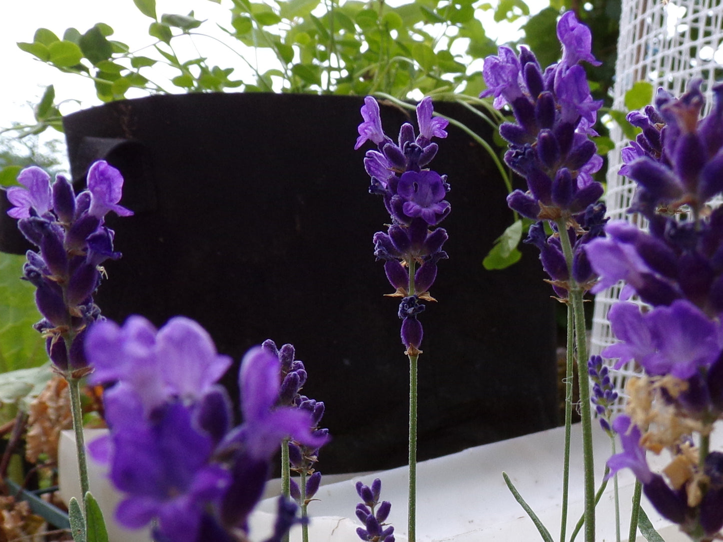 Lavande Vraie - Lavendula Officinalis L. - SEM02