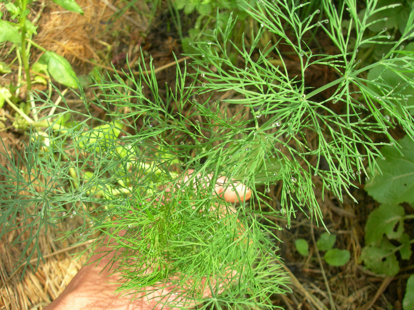 Aneth Officinale Bio - Anethum Graveolens L. - SEM02