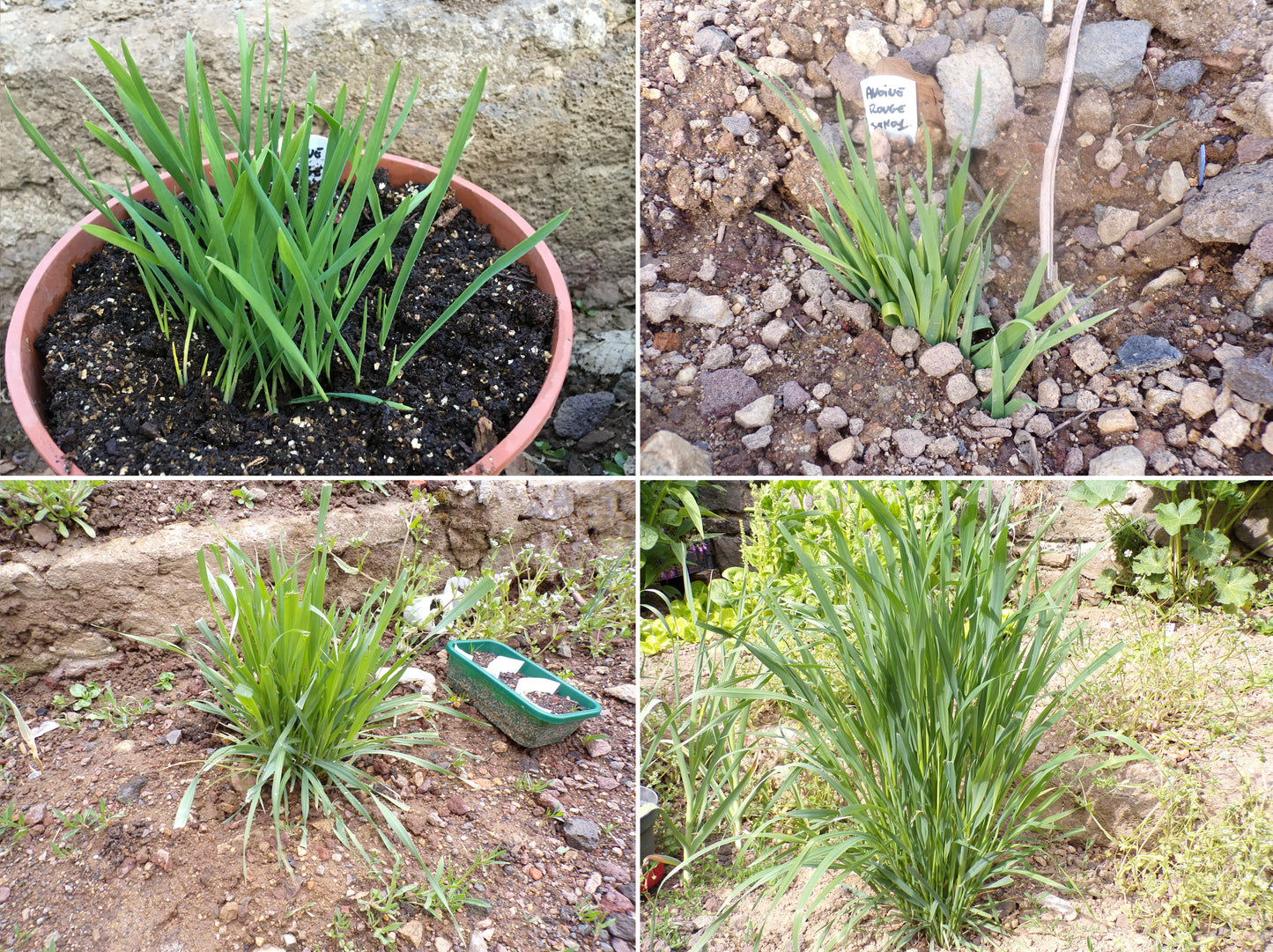 Avoine Rouge  - Avena sativa L. (Engrais Vert) SEM01