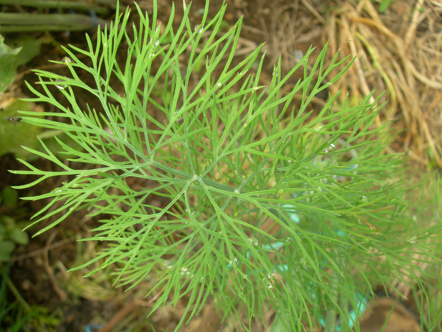 Aneth Officinale Bio - Anethum Graveolens L. - SEM02