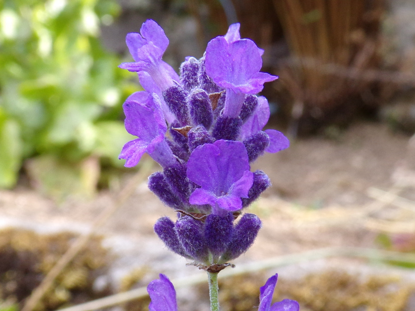 Lavande Vraie - Lavendula Officinalis L. - SEM02