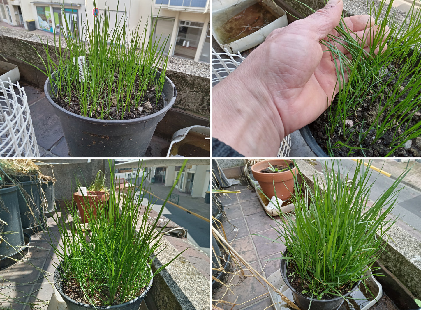 Fétuque Elevée - Festuca Arundinacea (Engrais Vert) SEM14