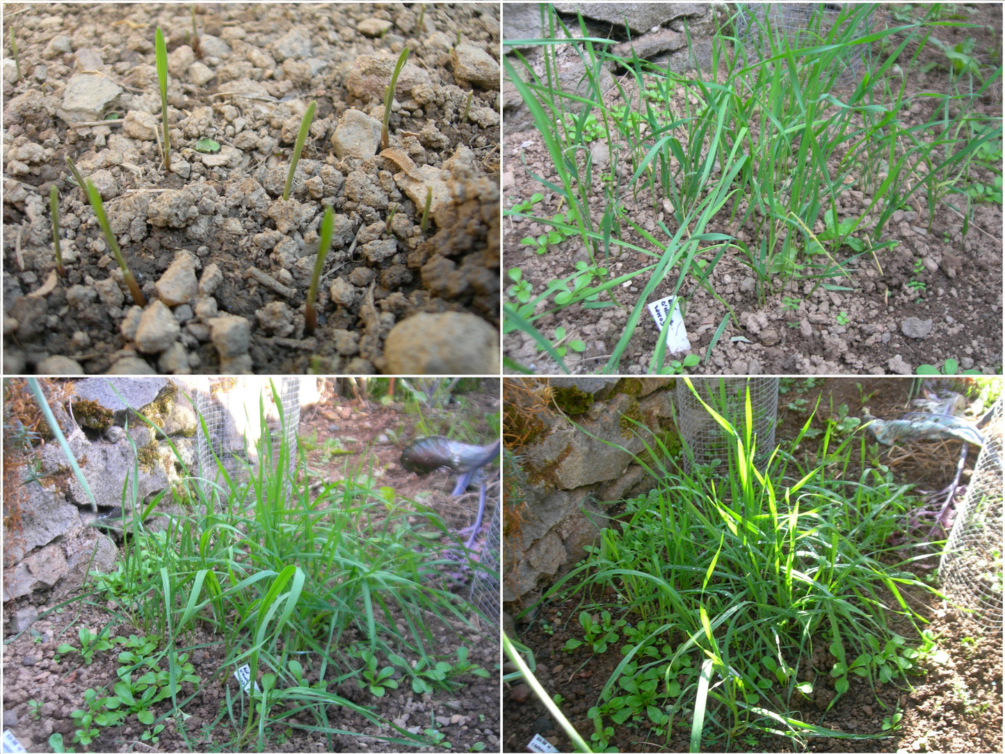 Blé d´Hiver AB - Triticum Aestivum (Engrais Vert) - SEM03