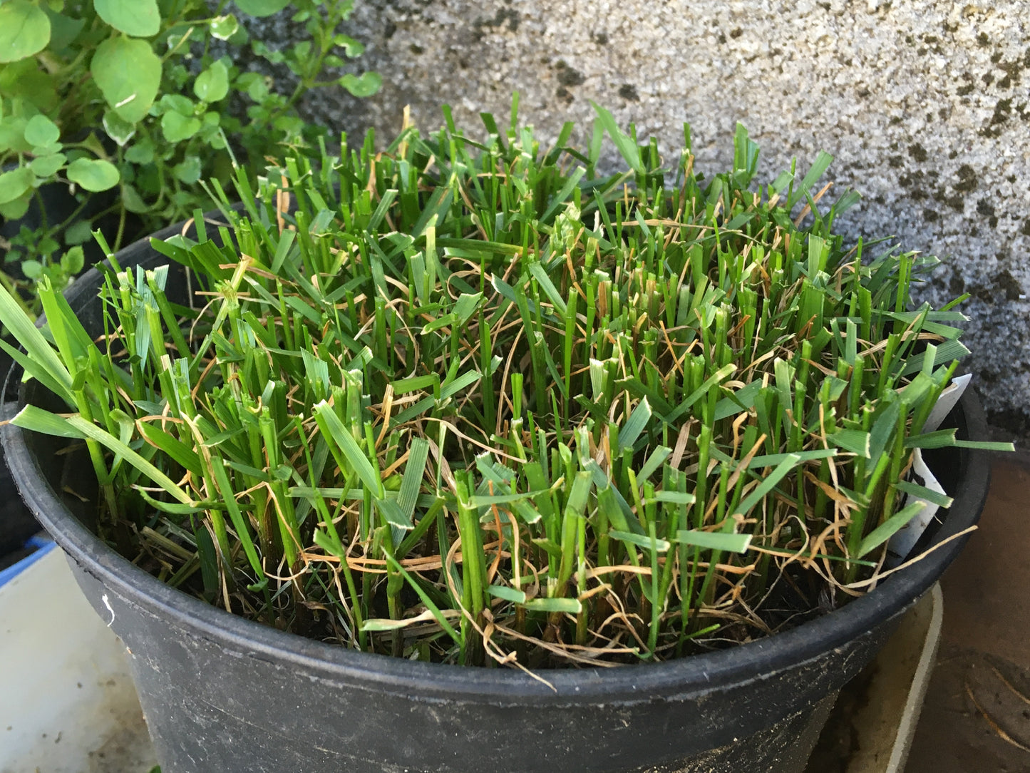 Fétuque Elevée - Festuca Arundinacea (Engrais Vert) SEM14