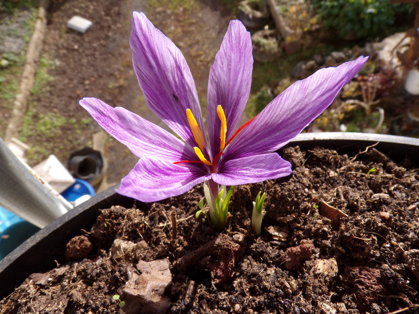 Crocus Sativus Safran - Crocus Sativus - SEM06