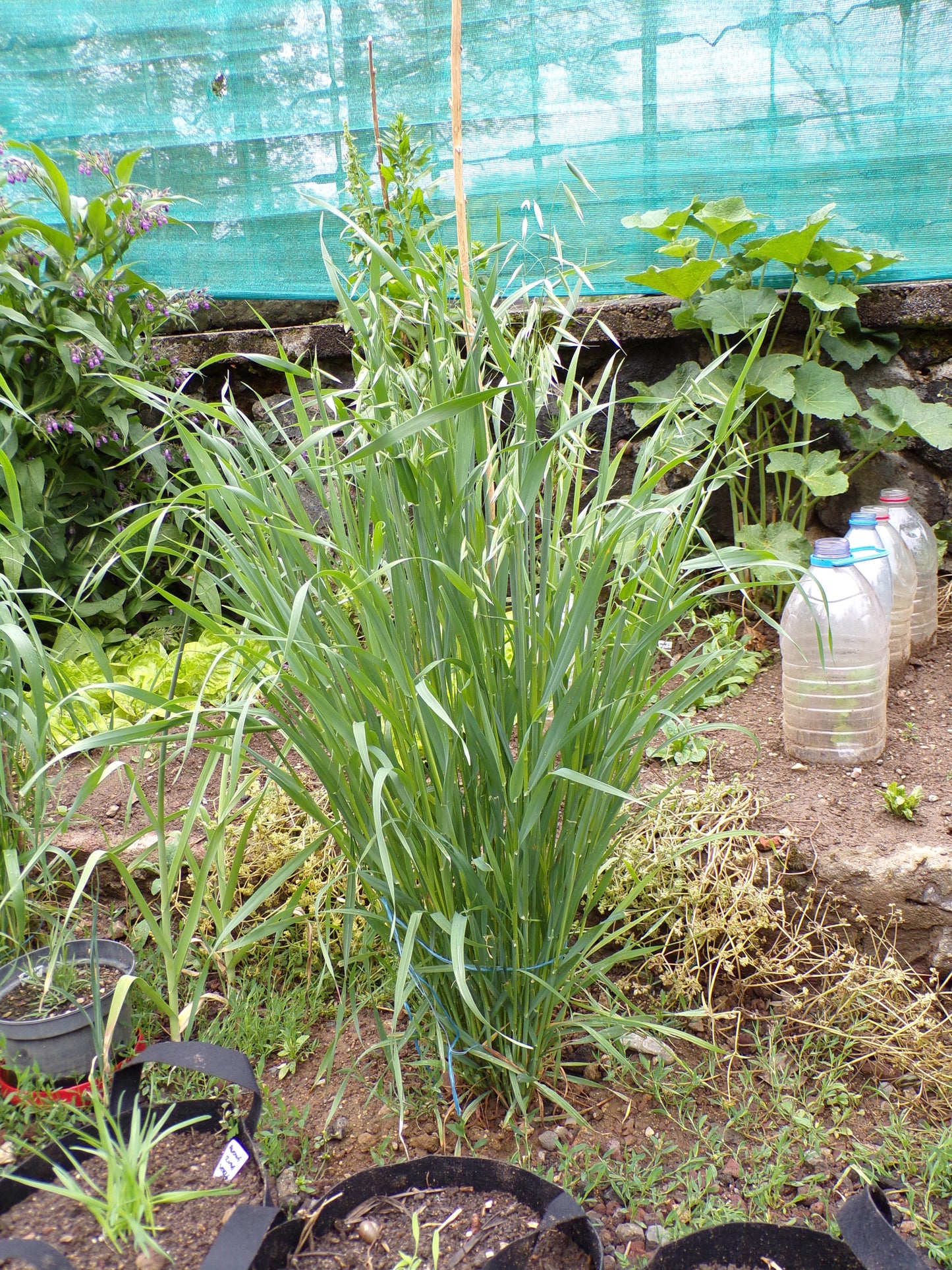 Avoine Rouge  - Avena sativa L. (Engrais Vert) SEM01