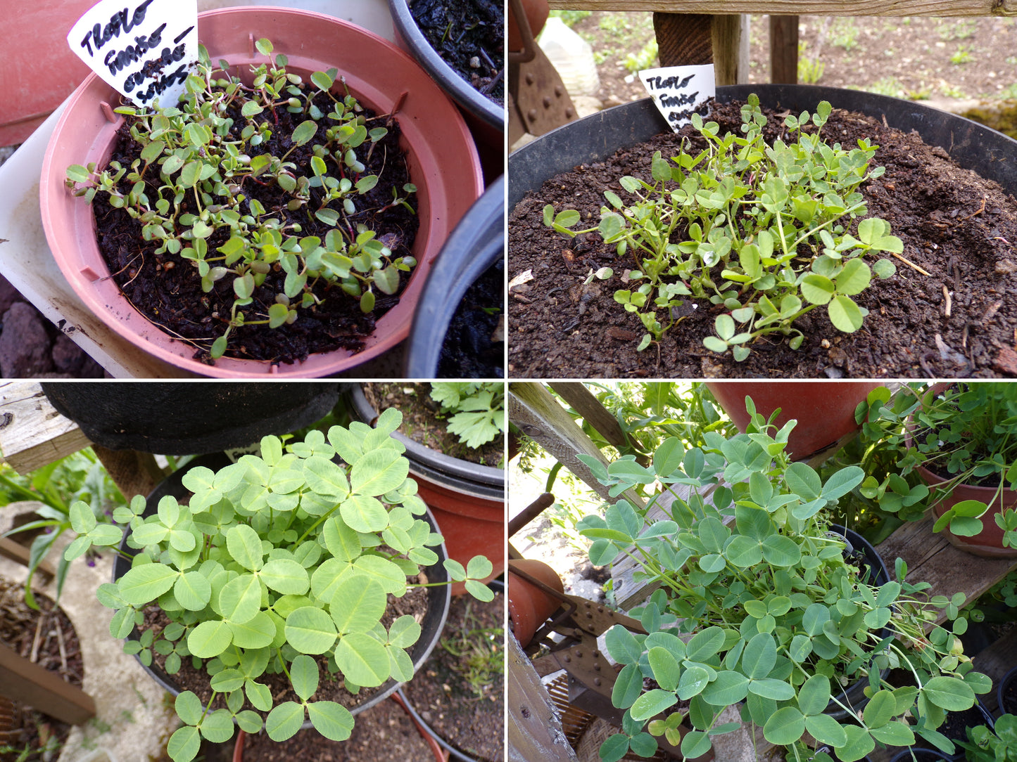 Trèfle Fraise (enrobée) - Trifolium Fragiferum (Engrais Vert) SEM05