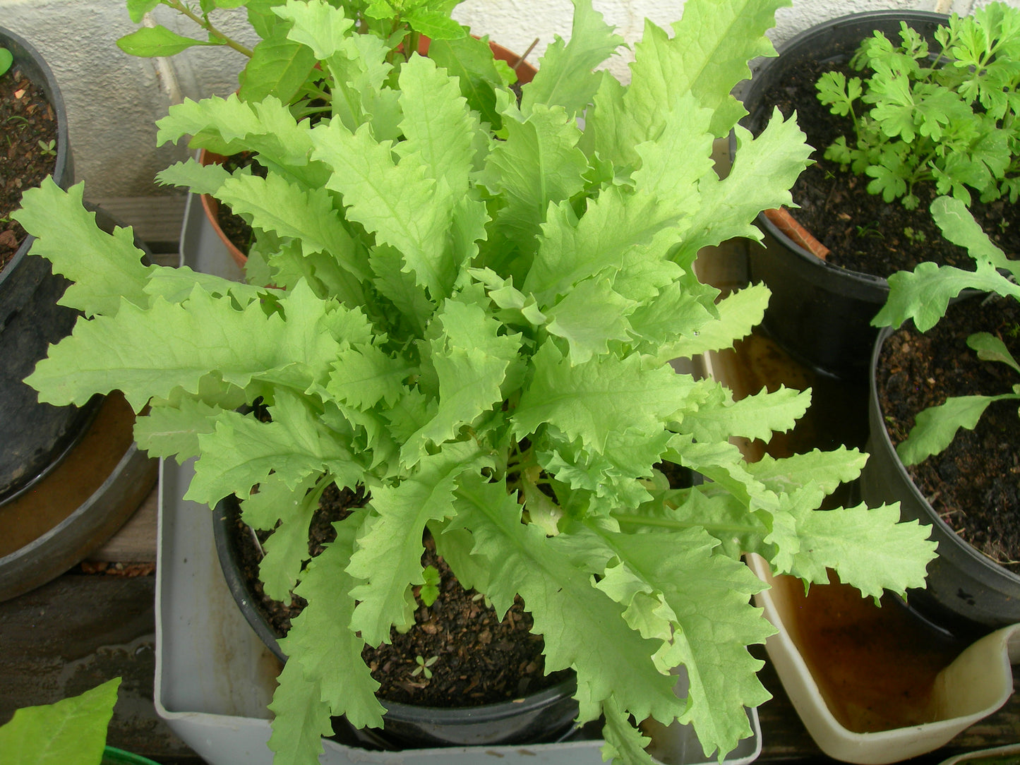 Pavot Black Peony AB - Papaver Somniferum Var. Paeoniflorum - SEM03