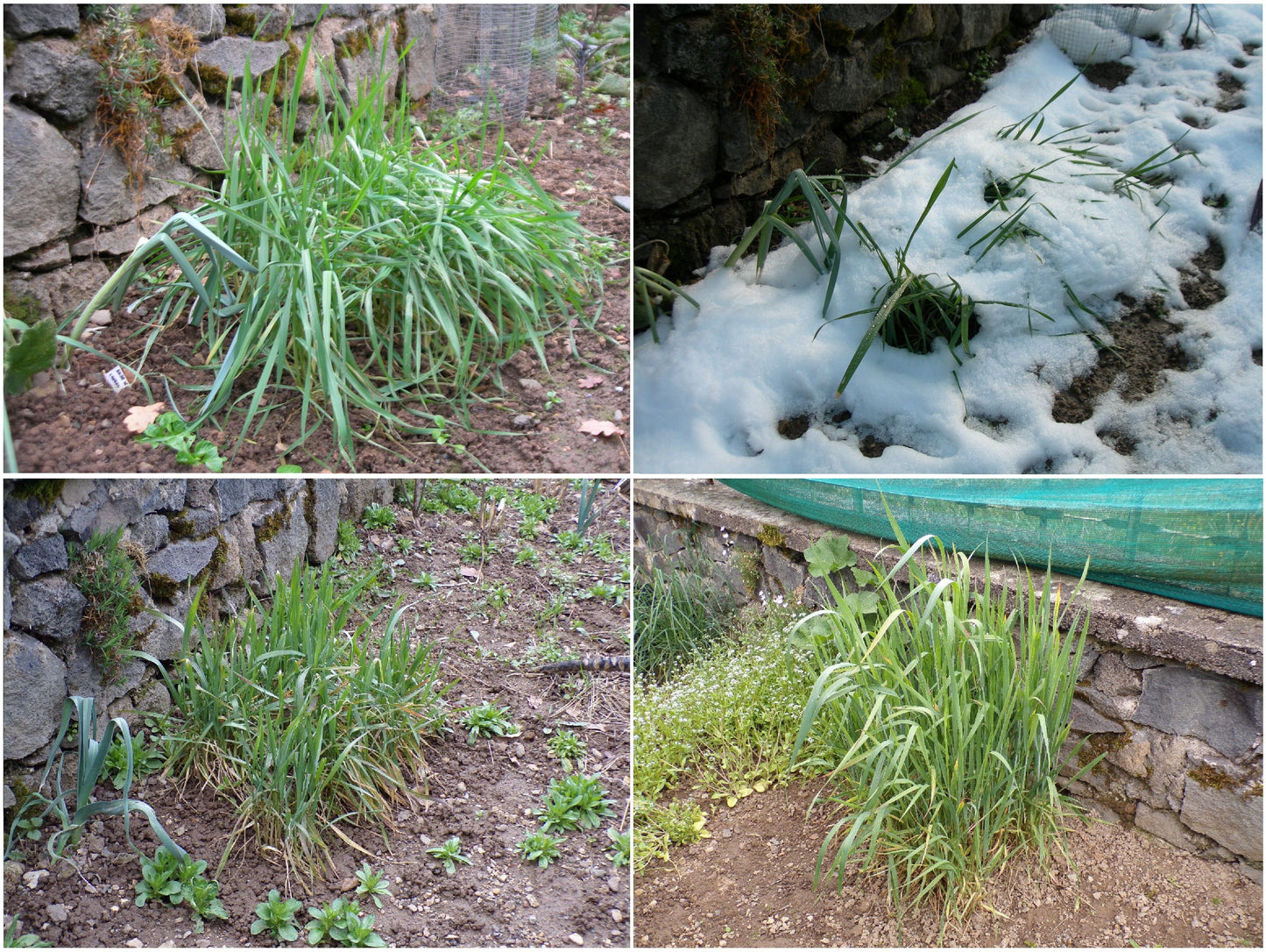 Blé d´Hiver AB - Triticum Aestivum (Engrais Vert) - SEM03