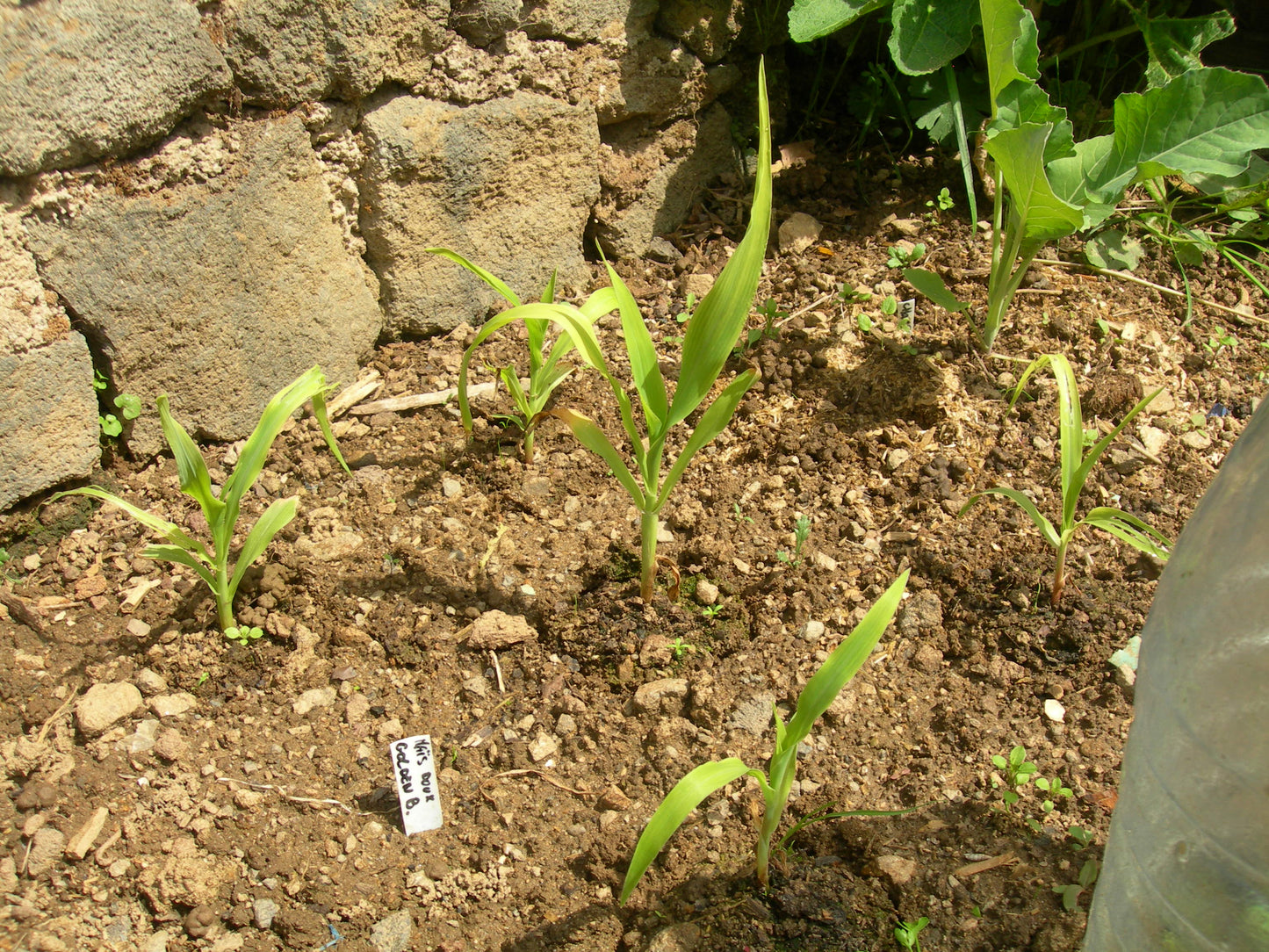 Maïs Doux - Zea Mays Convar. Saccarata L. - SEM02