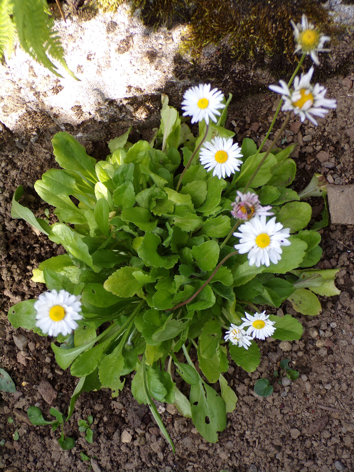 Pâquerette des Prés Simple NT - Bellis Perennis