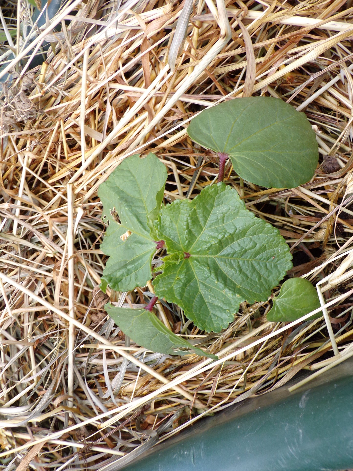 Gombo - Clemson Spineless Bio - Hibiscus Esculentus L. - SEM02