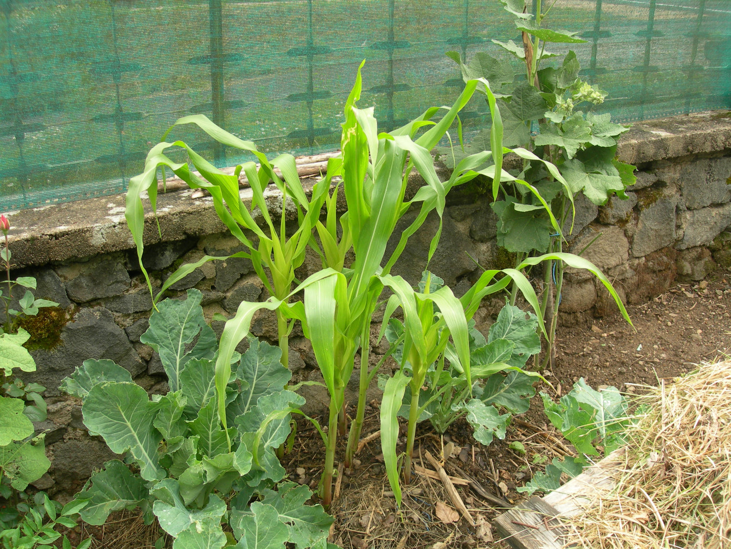 Maïs Doux - Zea Mays Convar. Saccarata L. - SEM02