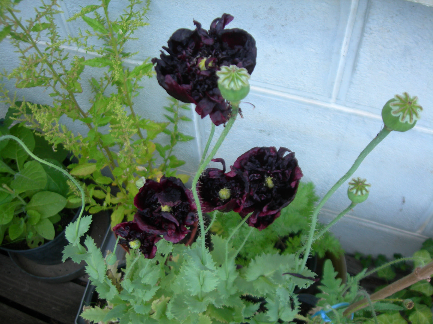 Pavot Black Peony AB - Papaver Somniferum Var. Paeoniflorum - SEM03