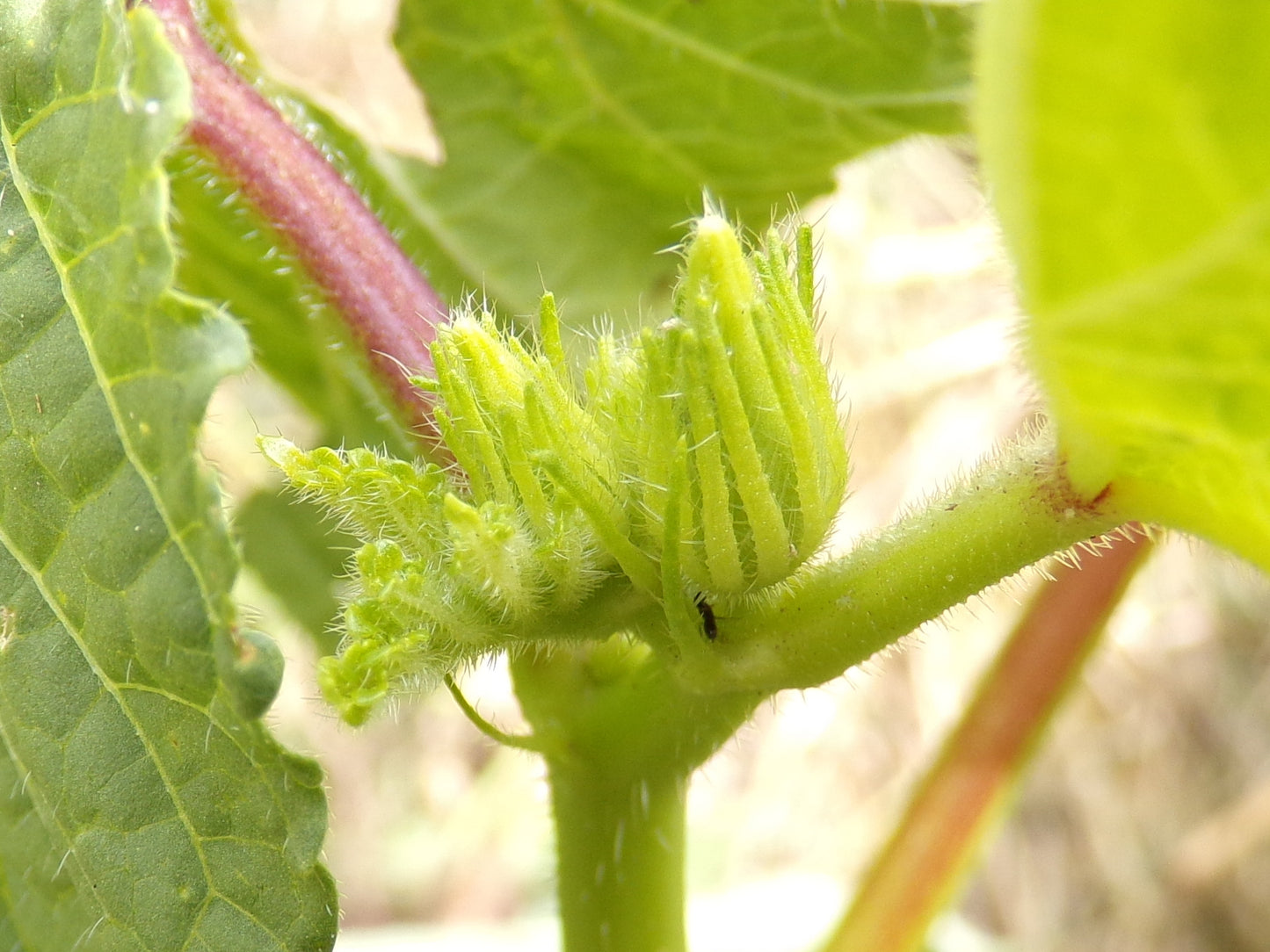Gombo - Clemson Spineless Bio - Hibiscus Esculentus L. - SEM02