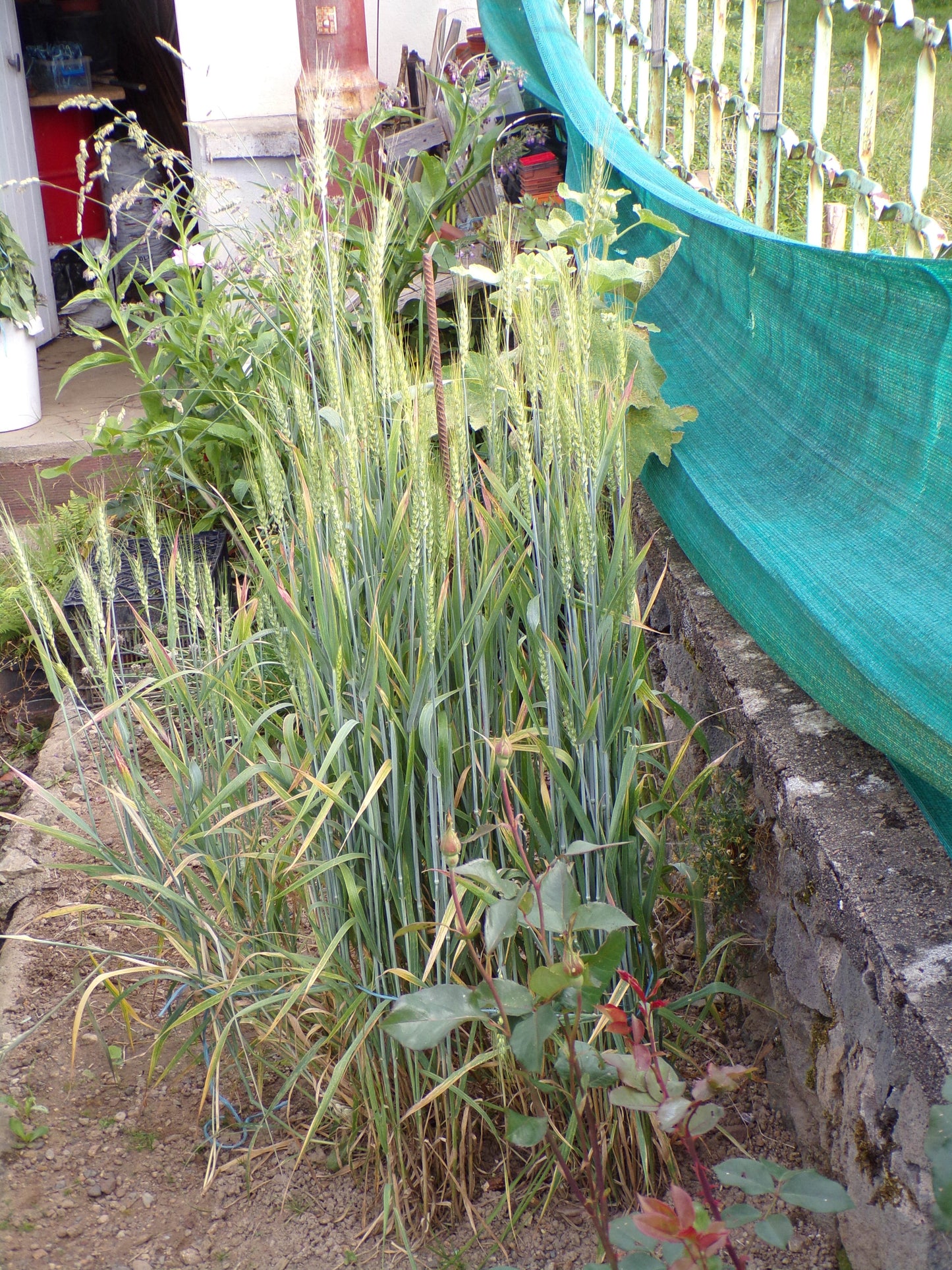 Blé d´Hiver AB - Triticum Aestivum (Engrais Vert) - SEM03