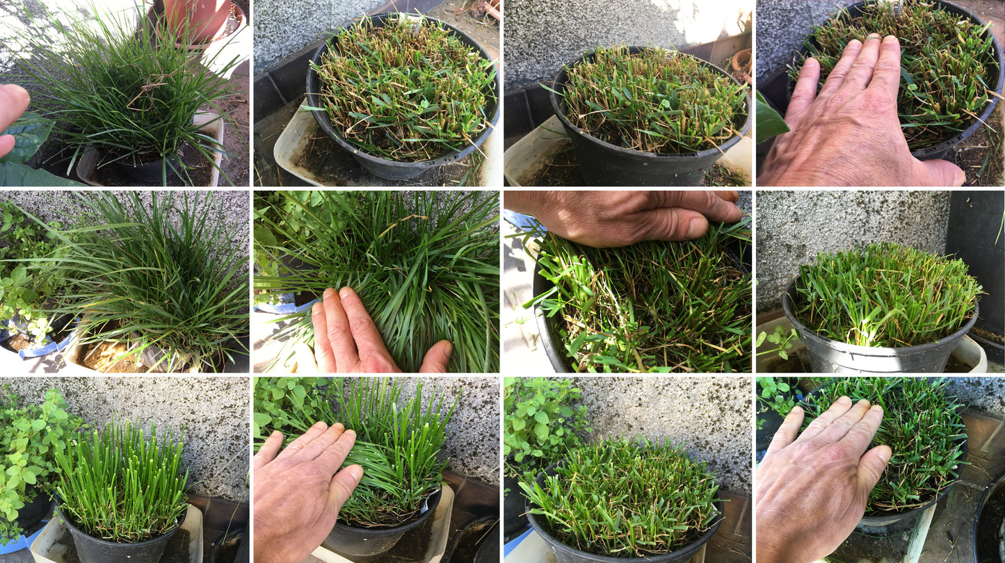 Fétuque Elevée - Festuca Arundinacea (Engrais Vert) SEM14