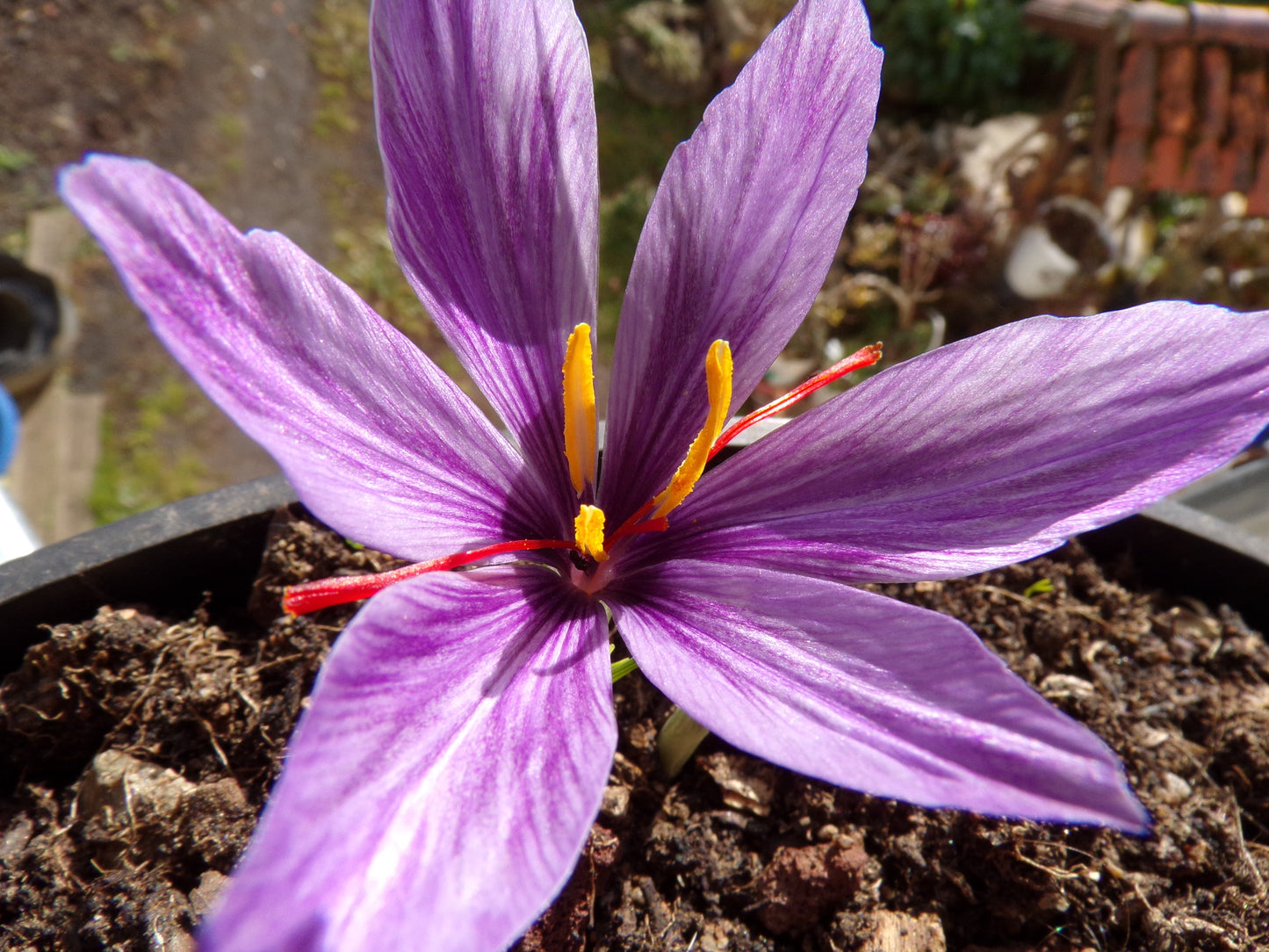 Crocus Sativus Safran - Crocus Sativus - SEM06