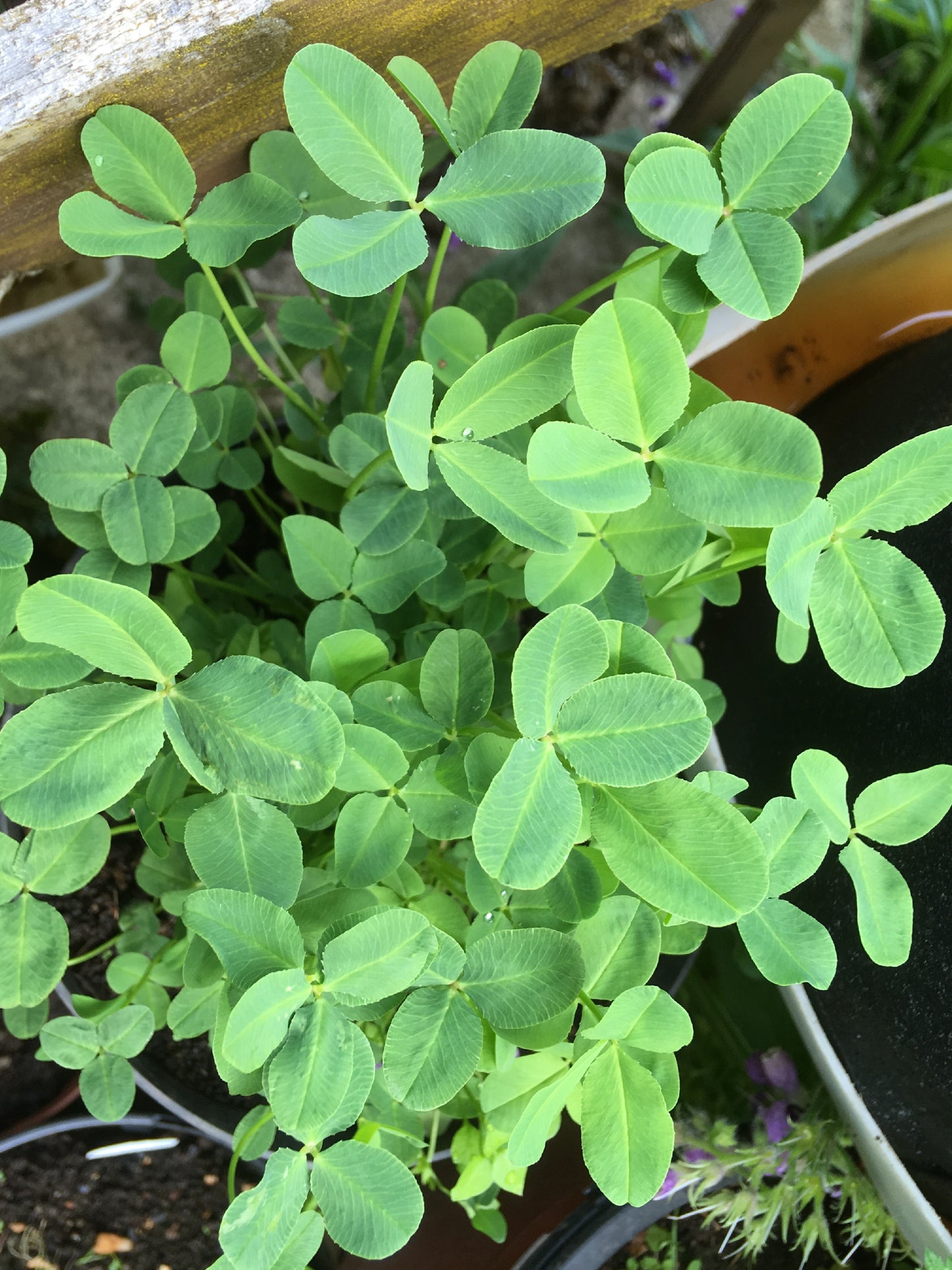 Trèfle Fraise (enrobée) - Trifolium Fragiferum (Engrais Vert) SEM05