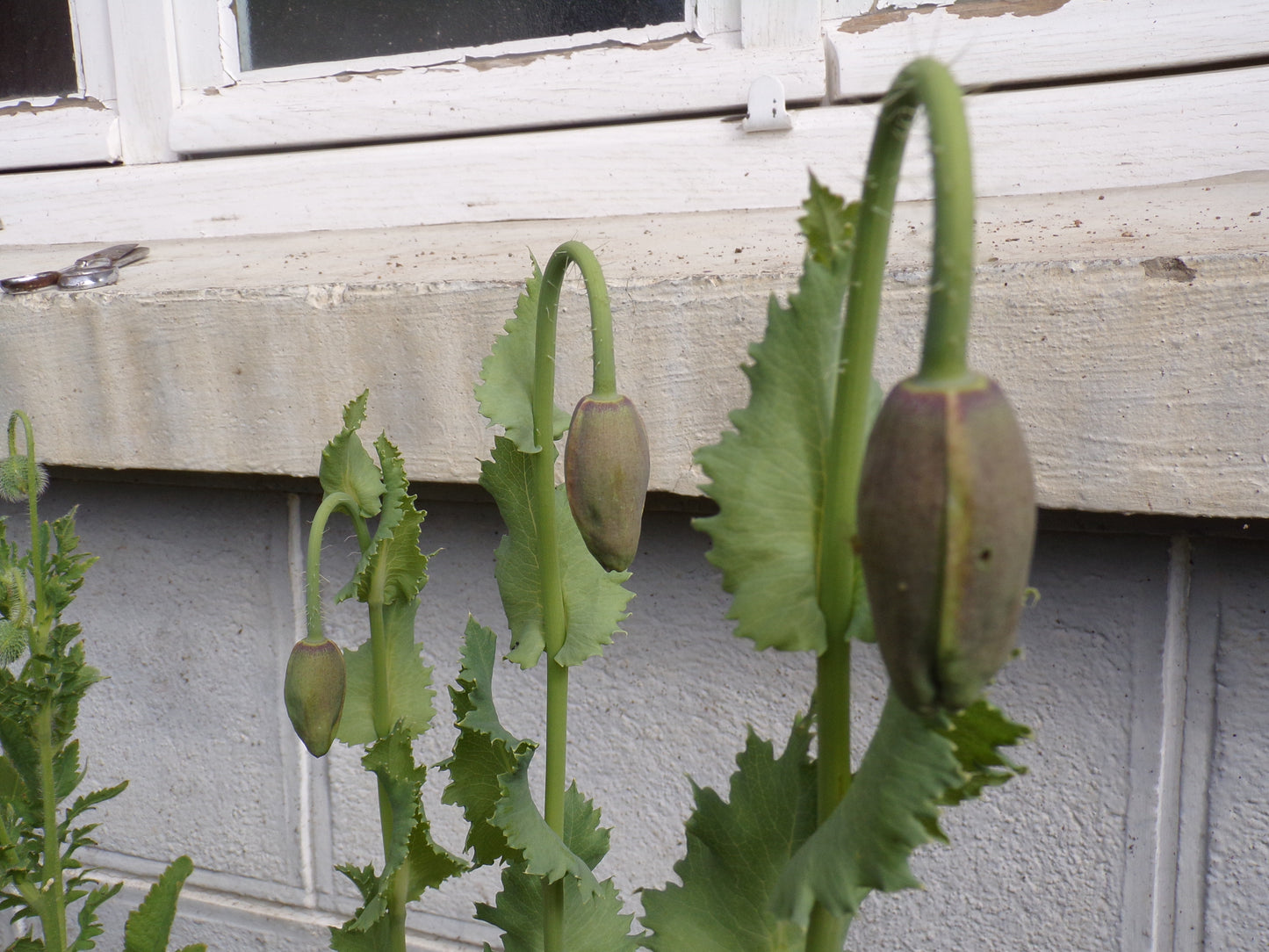 Pavot Des Jardins Blanc AB - Papaver Somniferum Var. Nigrum - SEM03