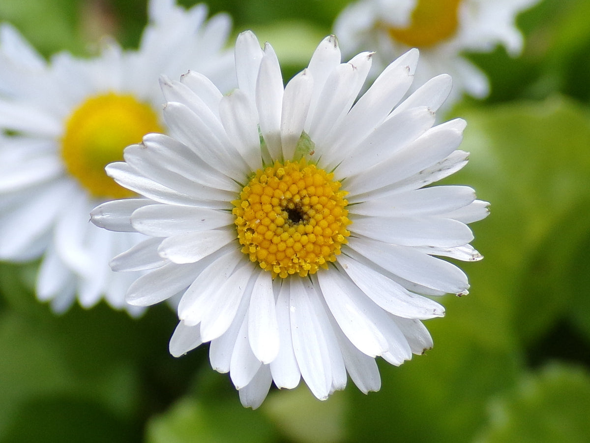 Pâquerette des Prés Simple NT - Bellis Perennis