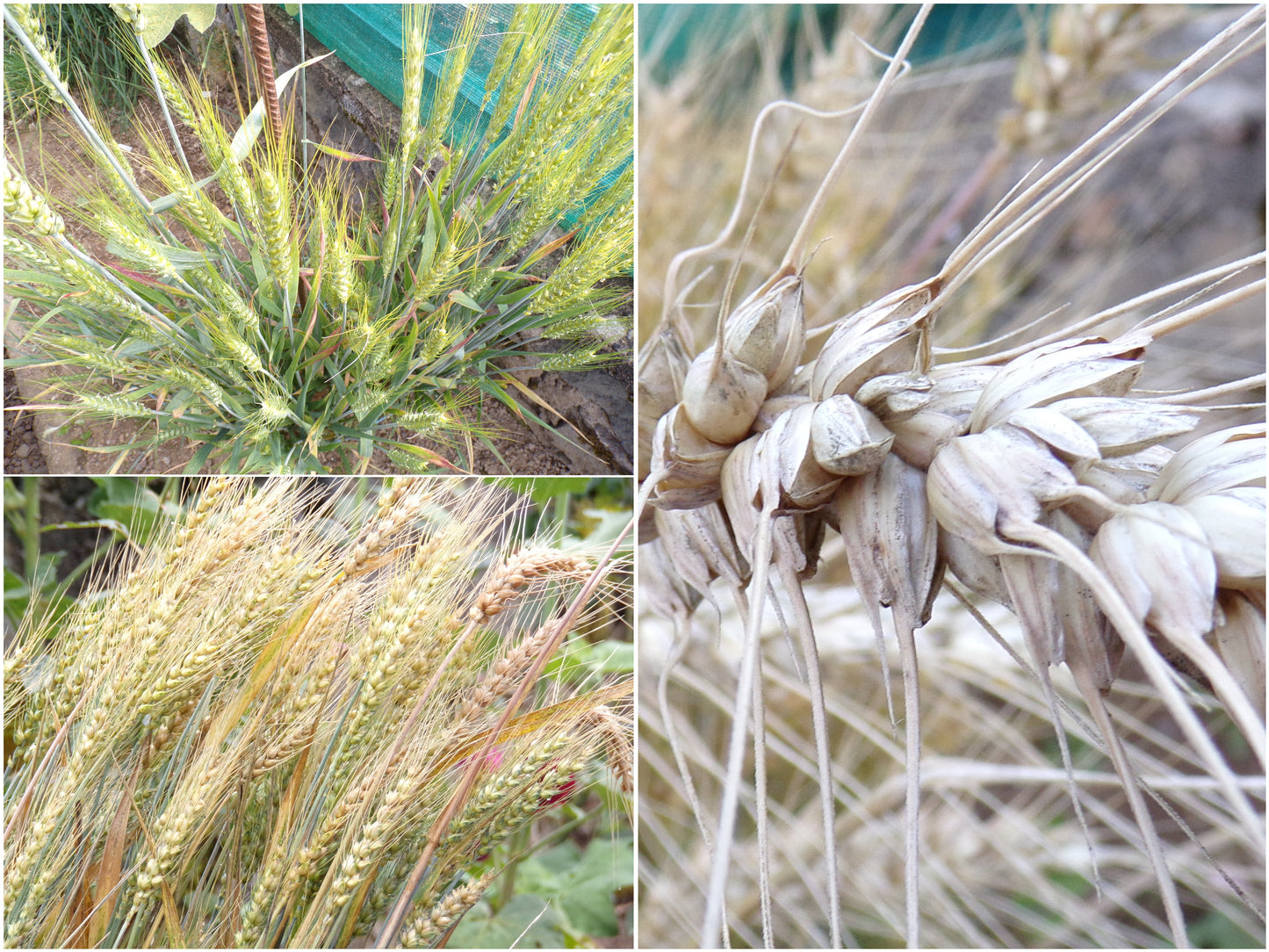 Blé d´Hiver AB - Triticum Aestivum (Engrais Vert) - SEM03