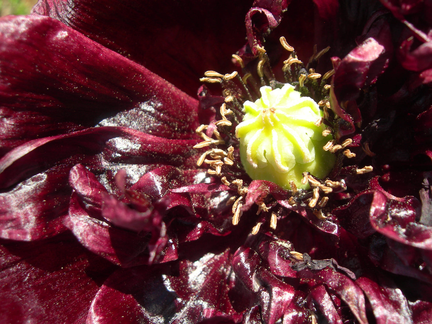 Pavot Black Peony AB - Papaver Somniferum Var. Paeoniflorum - SEM03