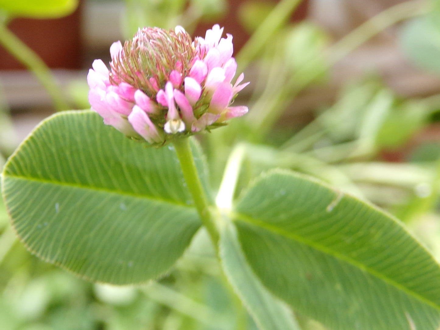 Trèfle Fraise (enrobée) - Trifolium Fragiferum (Engrais Vert) SEM05