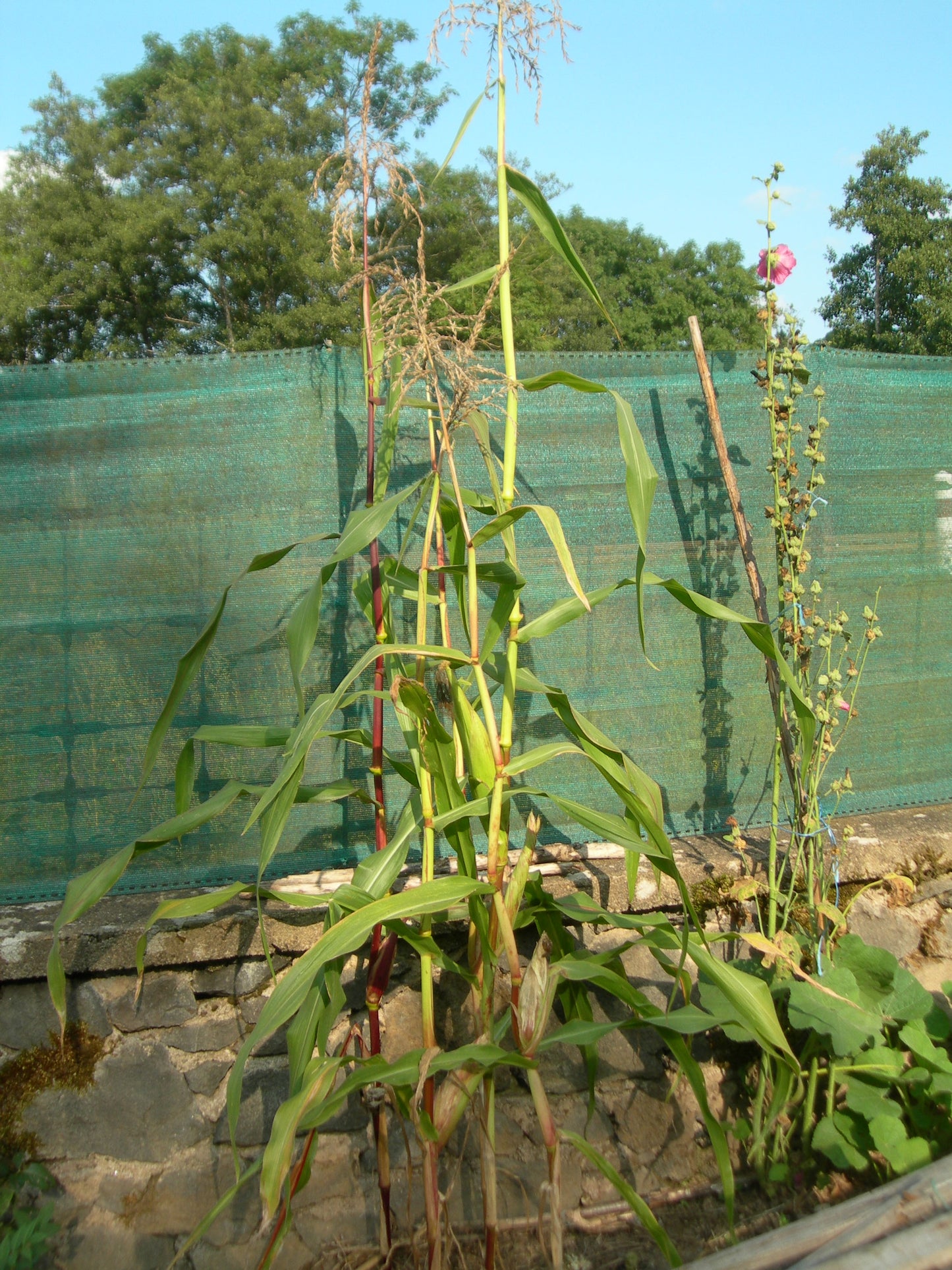 Maïs Doux - Zea Mays Convar. Saccarata L. - SEM02