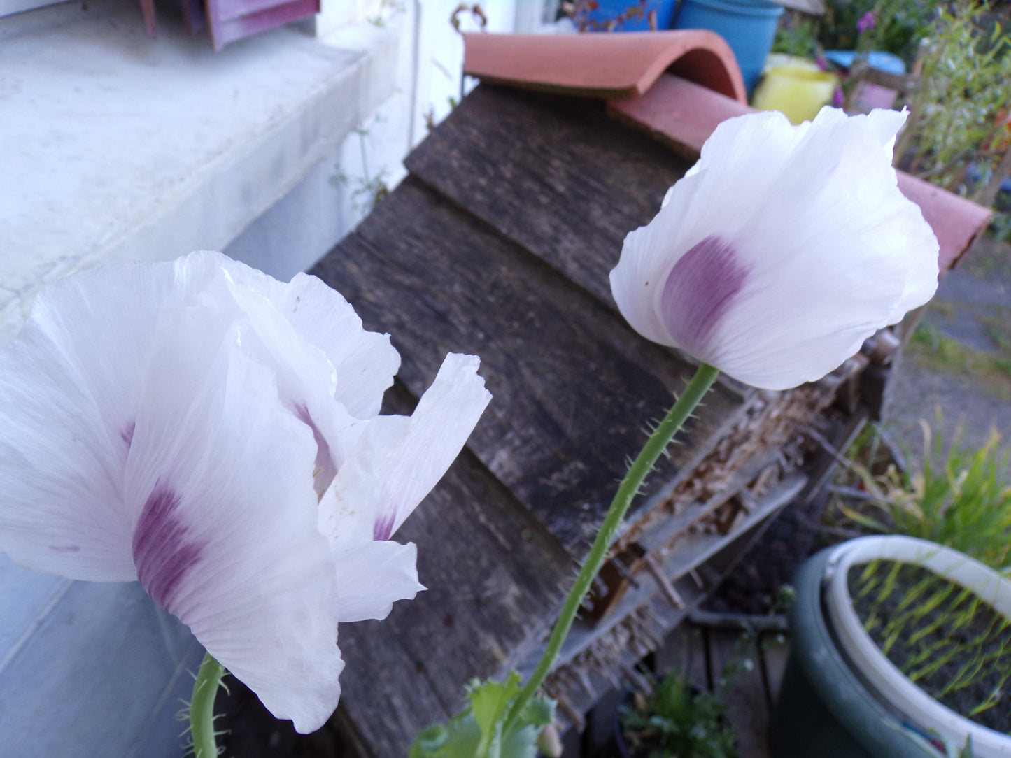 Pavot Des Jardins Blanc AB - Papaver Somniferum Var. Nigrum - SEM03