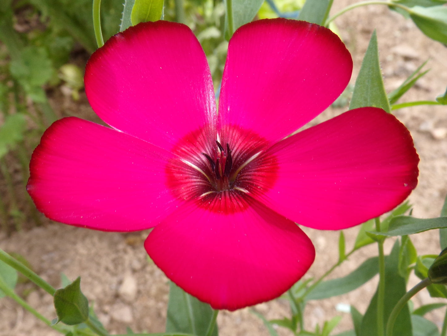 Lin - Linium Grandiflorum - SEM03