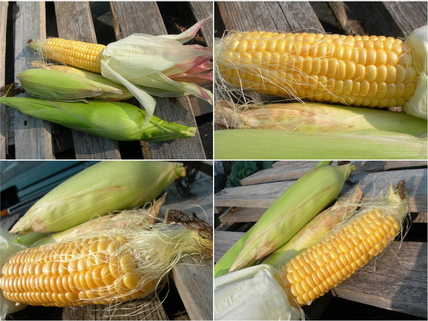 Maïs Doux - Zea Mays Convar. Saccarata L. - SEM02