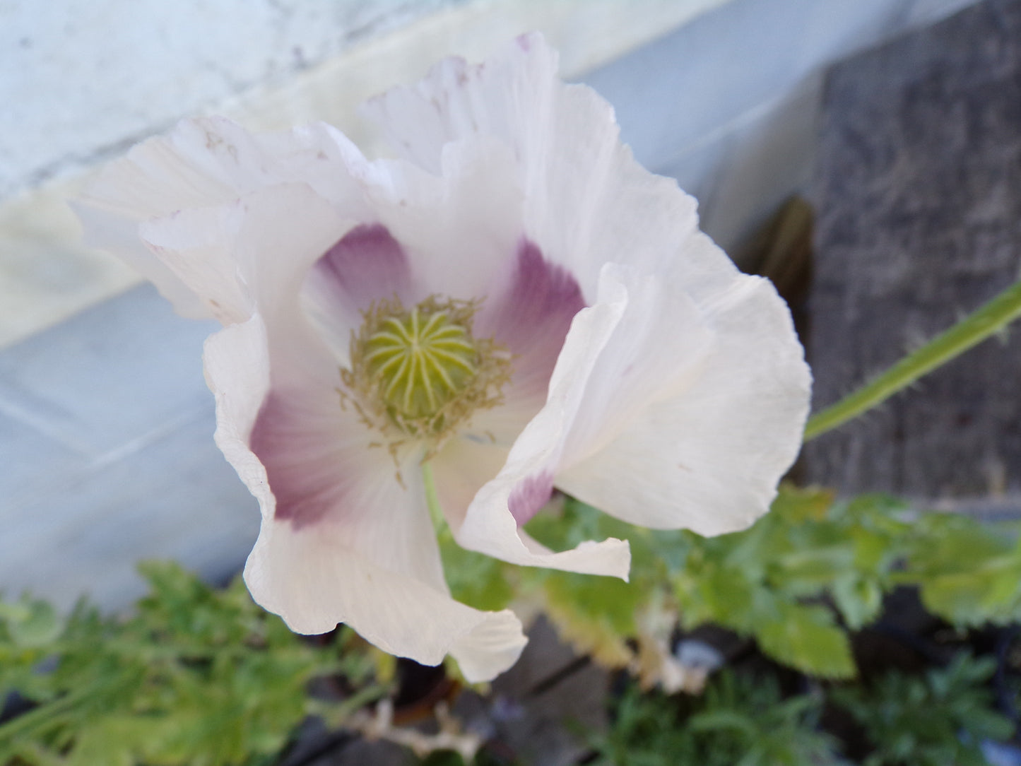 Pavot Des Jardins Blanc AB - Papaver Somniferum Var. Nigrum - SEM03