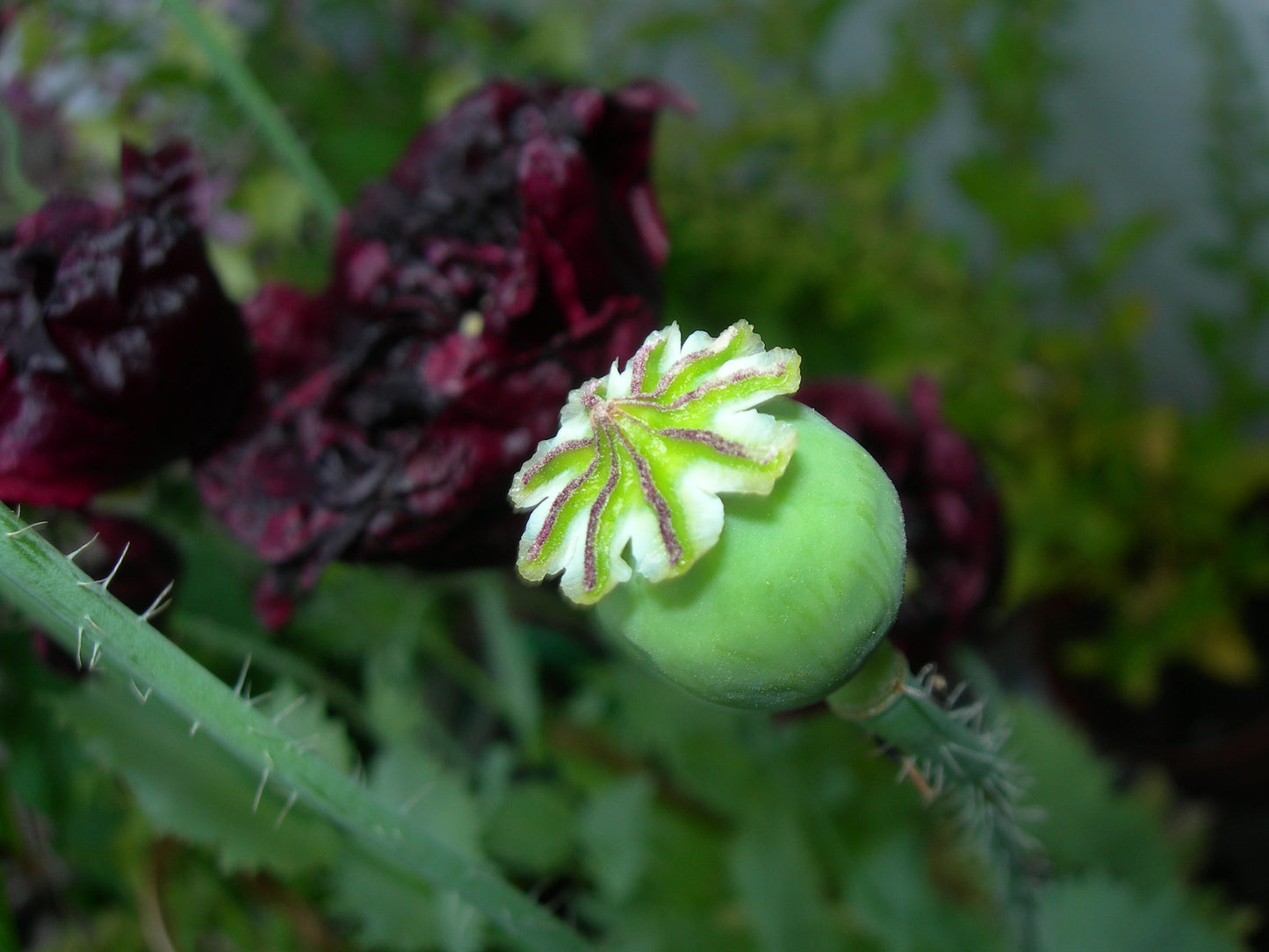 Pavot Black Peony AB - Papaver Somniferum Var. Paeoniflorum - SEM03