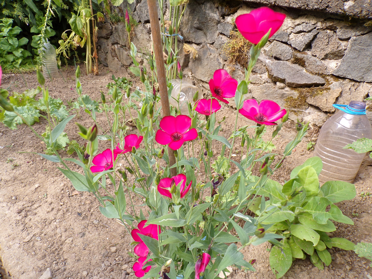 Lin - Linium Grandiflorum - SEM03