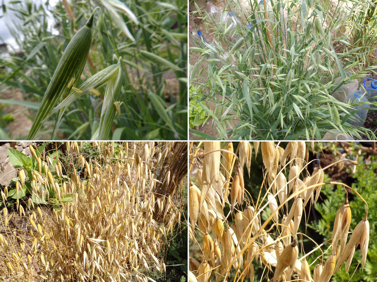 Avoine Rouge  - Avena sativa L. (Engrais Vert) SEM01