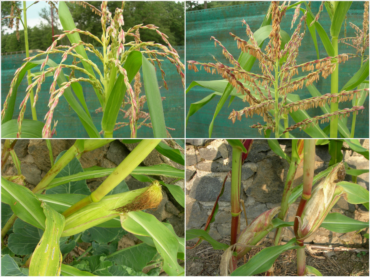Maïs Doux - Zea Mays Convar. Saccarata L. - SEM02