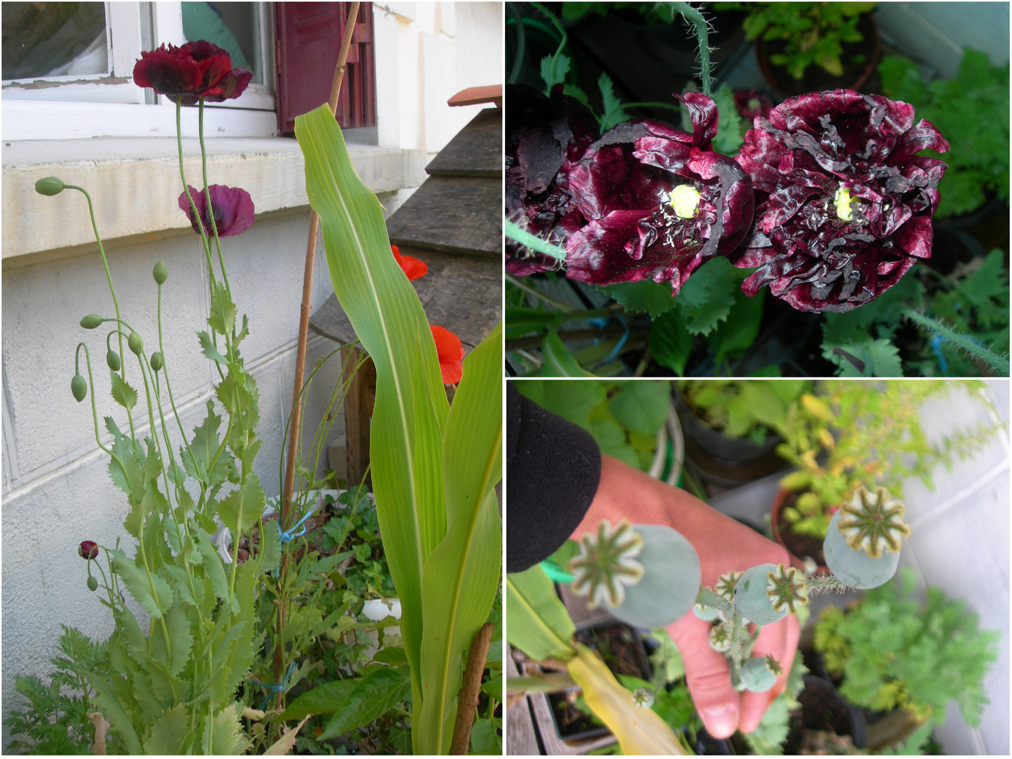 Pavot Black Peony AB - Papaver Somniferum Var. Paeoniflorum - SEM03