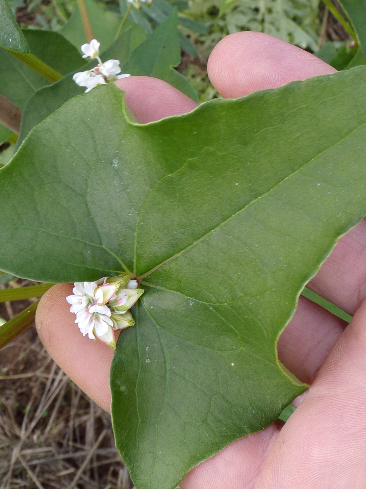Sarrasin - Fagopyrum Esculentum (Engrais Vert) SEM05