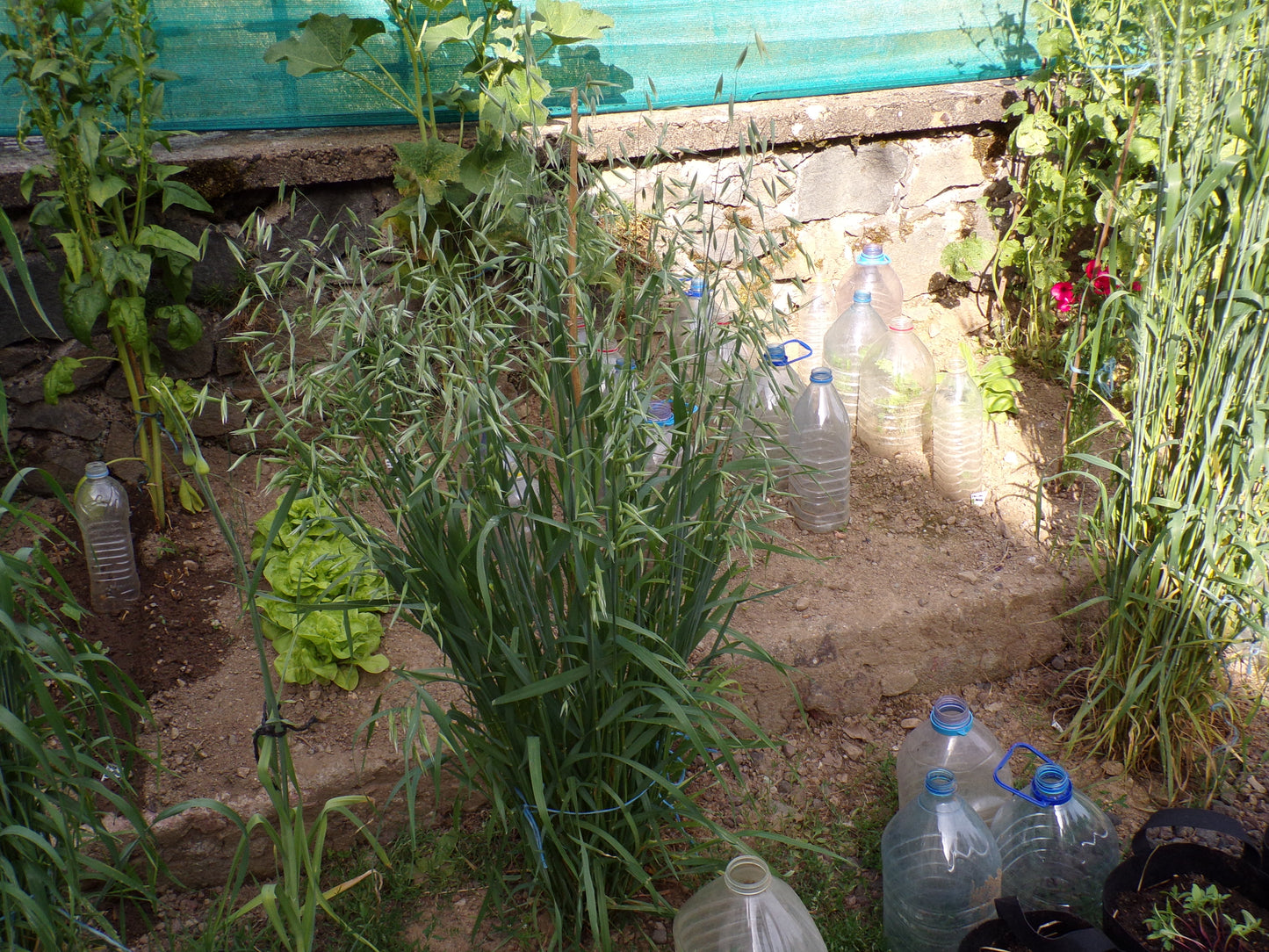 Avoine Rouge  - Avena sativa L. (Engrais Vert) SEM01