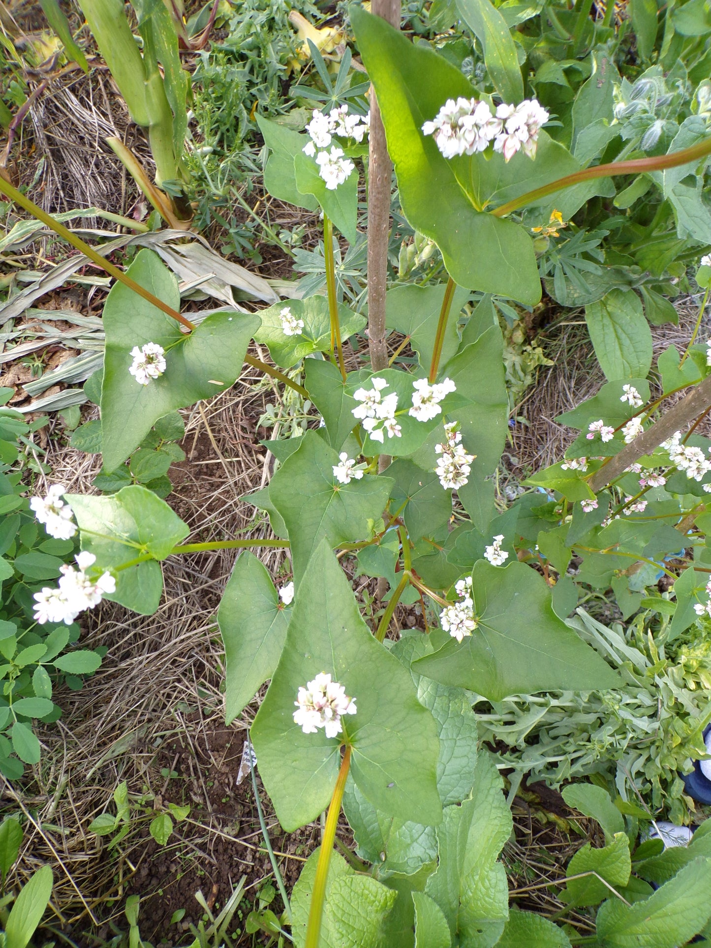 Sarrasin - Fagopyrum Esculentum (Engrais Vert) SEM05