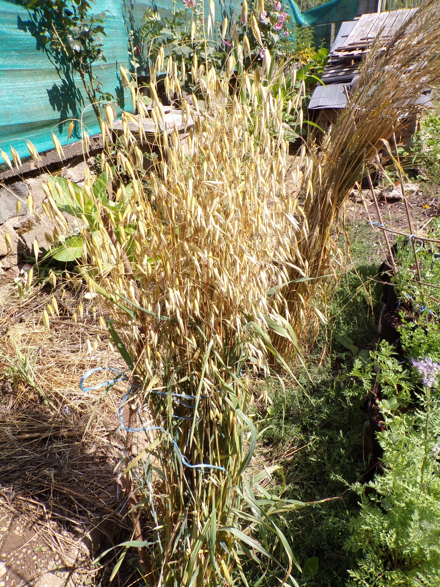 Avoine Rouge  - Avena sativa L. (Engrais Vert) SEM01