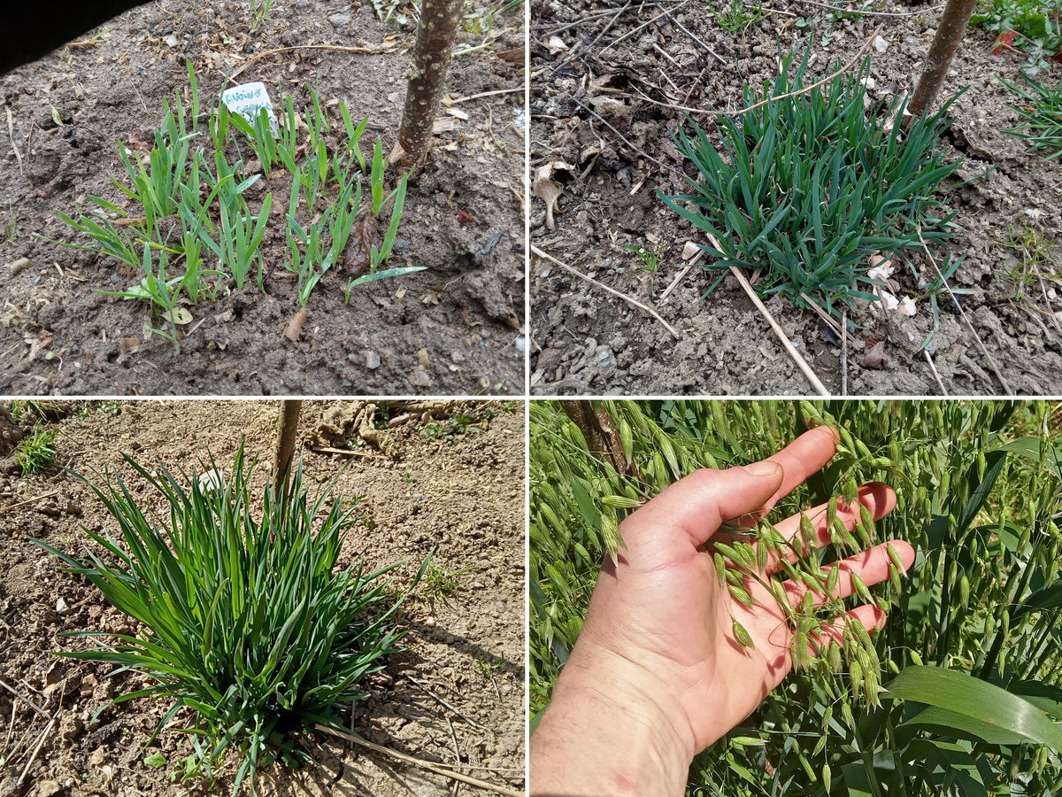 Avoine d'Hiver Bio - Avena Sativa L.