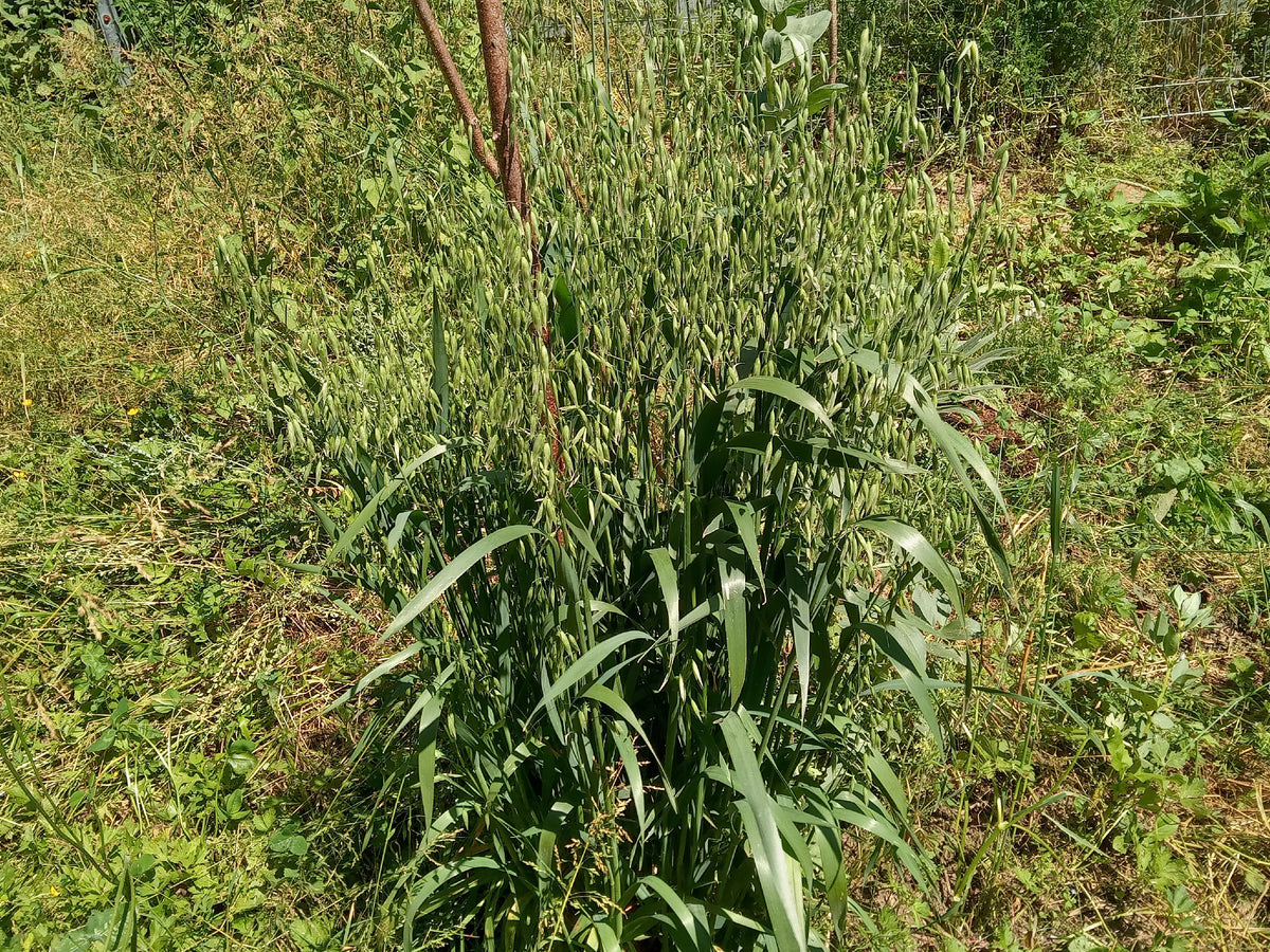 Avoine d'Hiver Bio - Avena Sativa L.