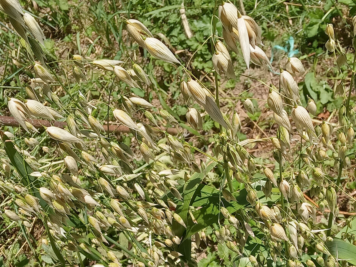 Avoine d'Hiver Bio - Avena Sativa L.