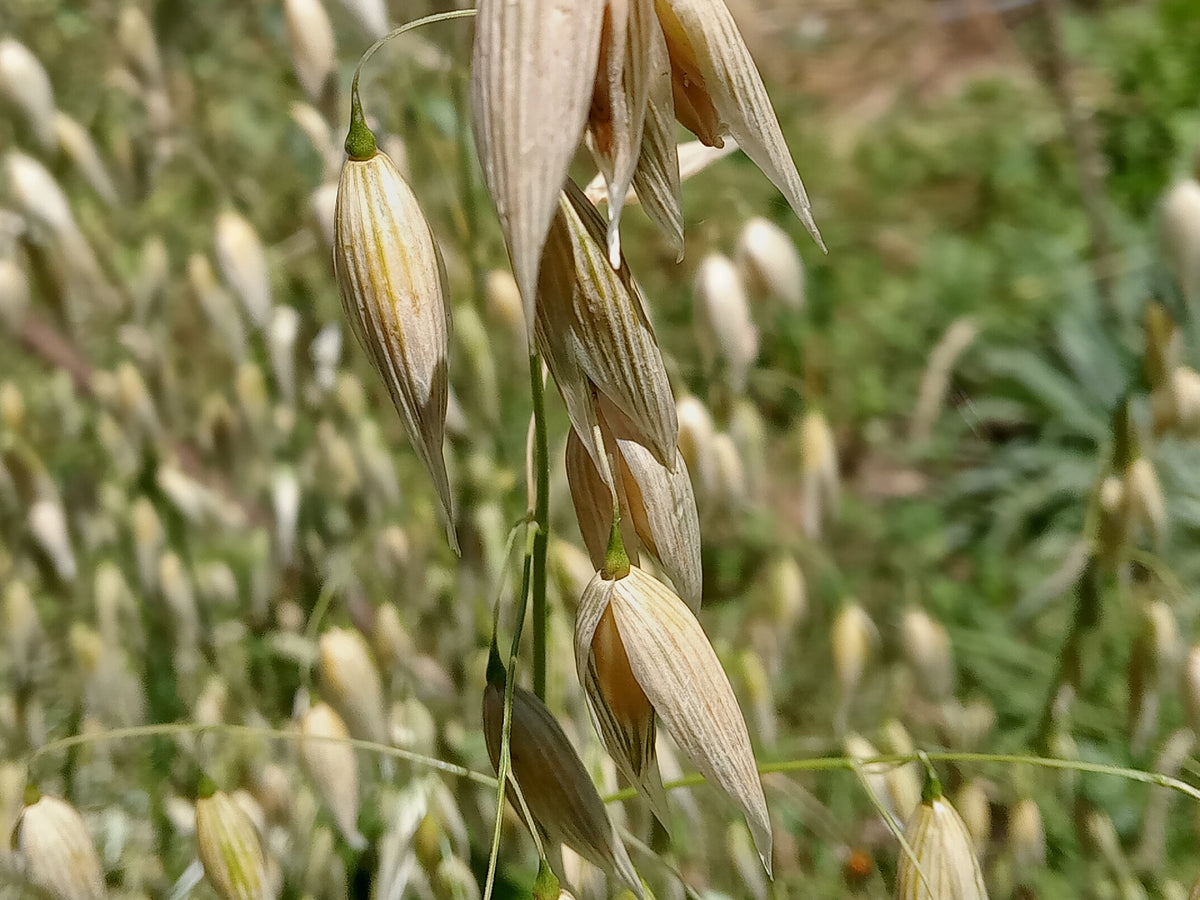 Avoine d'Hiver Bio - Avena Sativa L.