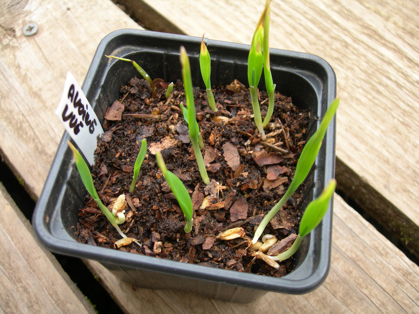 Avoine Nue - Avena Nuda (Engrais Vert) SEM01